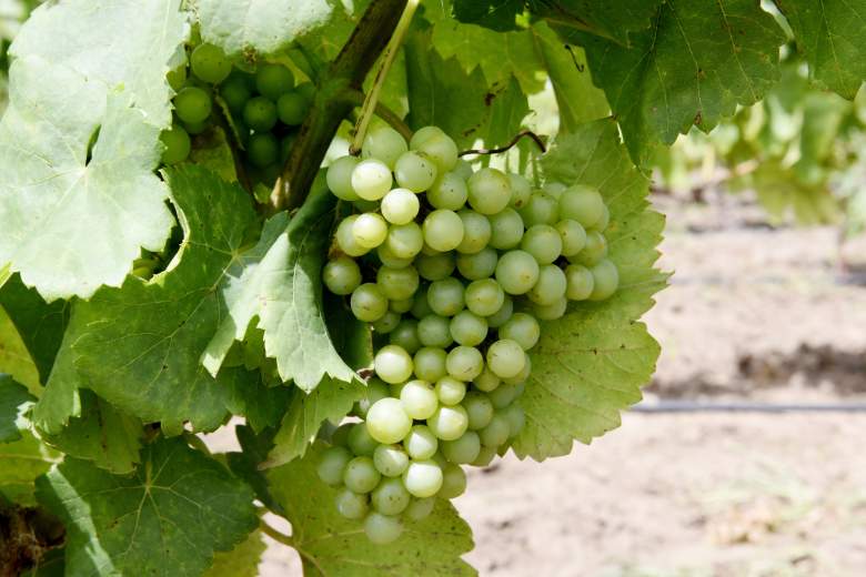 Se comen uvas verdes cuando el reloj marca las 12:00AM. (Getty)