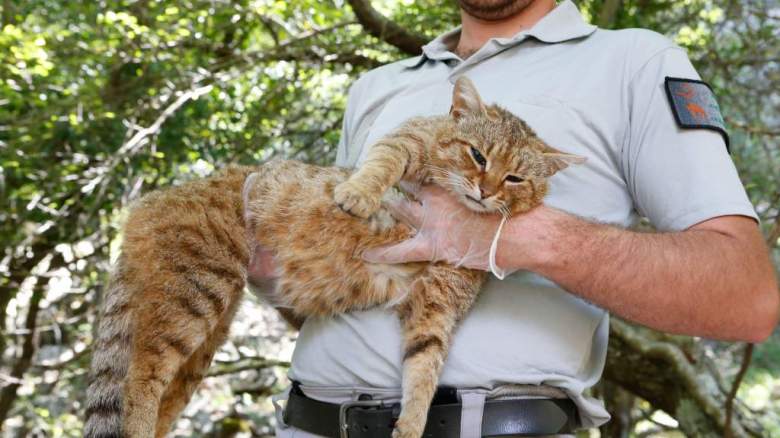 ¿Qué es un gato zorro ? Cat -Fox