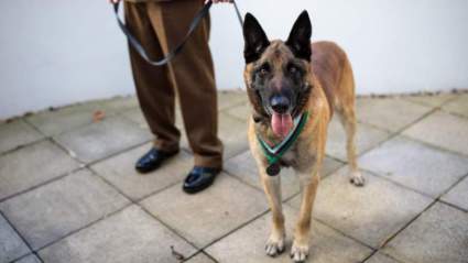 Utilizan perros olfateadores de COVID-19 para permitir entrada en la NBA