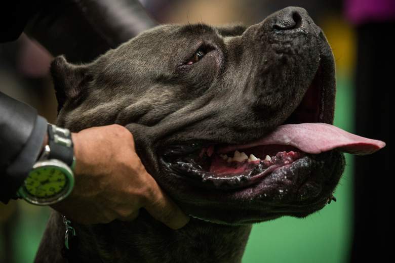 Jauría de perros mutilaron a una joven de 16 años en California