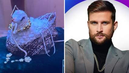 La gallina de Clovis – “Petunia”- se roba el show en La Casa de los Famosos 4