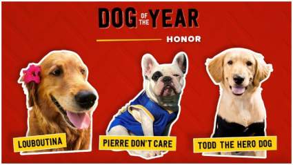 Milk-Bone Dog of the Year: Meet The Finalists for Streamy Award