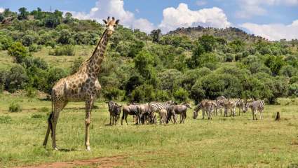 ¿Dónde estaba filmado el “Amor en Safari”? ¿Puedes visitar?