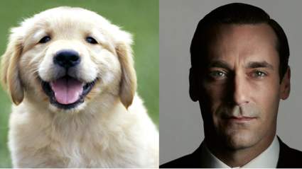 15 Fotos de cachorros con citas de Don Draper es Publicidad Gold!