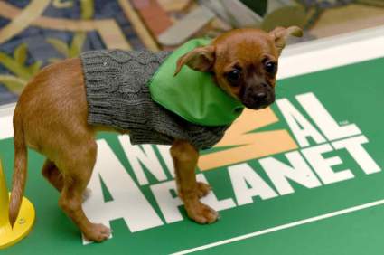 Puppy Bowl 2021 Tiempo, Canal & Calendario