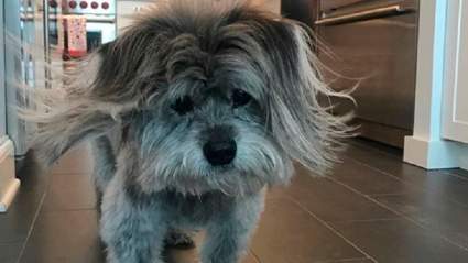 Bethenny Frankel’s Beloved Dog Cookie Died After Multiple Seizures