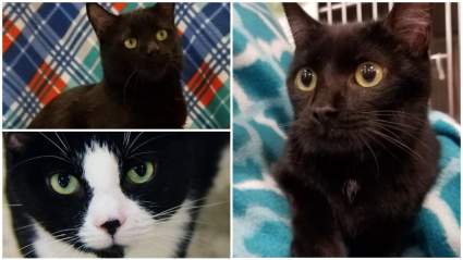 Día Nacional de Apreciación de Gato Negro 2018: 5 Datos rápidos que necesita saber