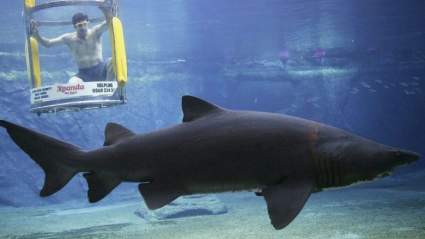 Shark Week 2016 Estreno: ¿Cuándo comienza?¿En qué canal está?