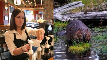 ¿De dónde viene Vanilla Flavoring? No escupas tu latte aún